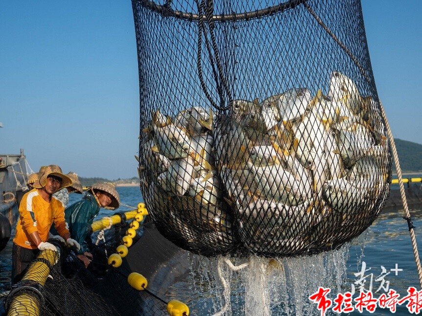 image009 1 - 【布拉格时报】冲刺万亿级！广东现代化海洋牧场建设提速