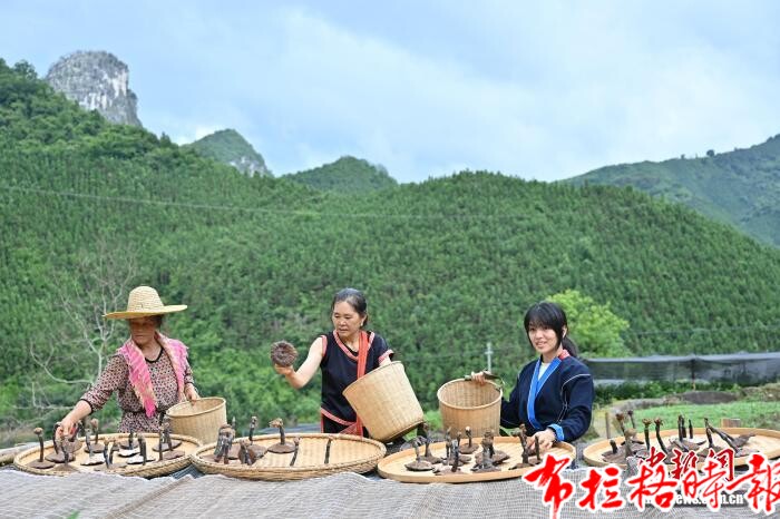 image009 - 【布拉格时报】广东清远连南涡水镇林下灵芝迎来丰收季