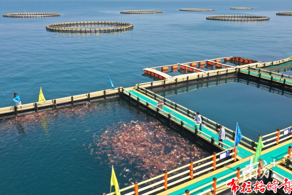 image013 1 1024x682 - 【布拉格时报】冲刺万亿级！广东现代化海洋牧场建设提速