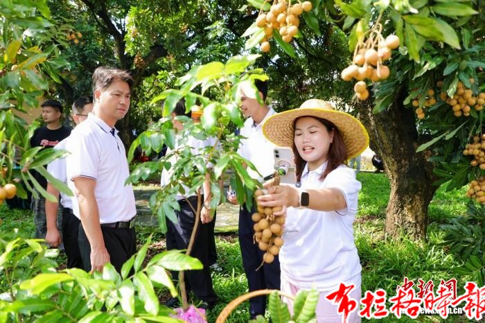 【布拉格时报】广东高州龙眼迎丰收 今年产量预计同比增两成 image015 - 【布拉格时报】广东高州龙眼迎丰收 今年产量预计同比增两成