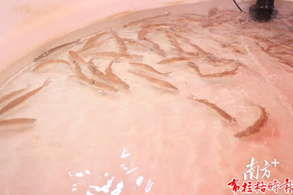 【布拉格时报】唔食鱼生就冇人生!五华这口鲜很难不爱 | 烟火广东 image041 1024x683 - 【布拉格时报】唔食鱼生就冇人生!五华这口鲜很难不爱 | 烟火广东