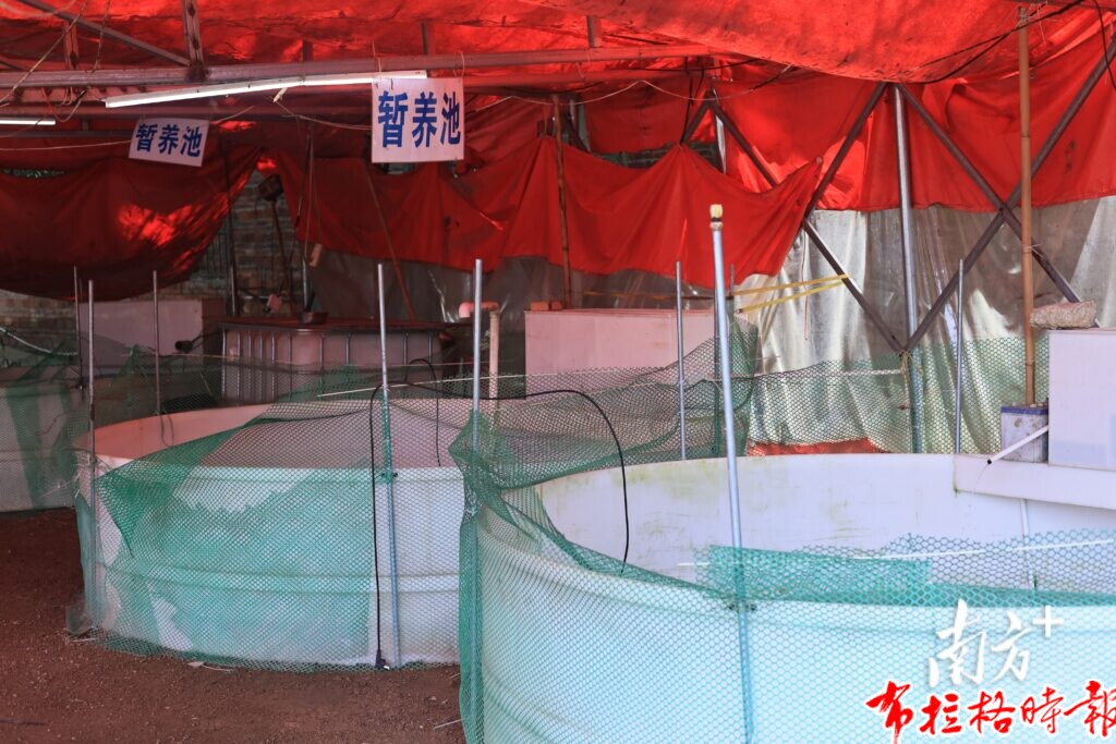 【布拉格时报】唔食鱼生就冇人生!五华这口鲜很难不爱 | 烟火广东 image043 1024x683 - 【布拉格时报】唔食鱼生就冇人生!五华这口鲜很难不爱 | 烟火广东