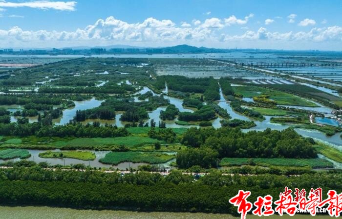 【布拉格时报】广东铺就湿地生态新画卷 image032 - 【布拉格时报】广东铺就湿地生态新画卷
