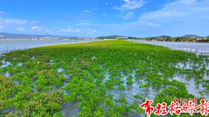 image035 - 【布拉格时报】湾区企业十余载攻关：航道挖出来的&ldquo;废土&rdquo;种活&ldquo;海上森林&rdquo;