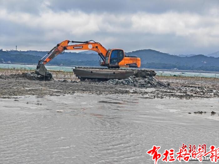image037 - 【布拉格时报】湾区企业十余载攻关：航道挖出来的&ldquo;废土&rdquo;种活&ldquo;海上森林&rdquo;