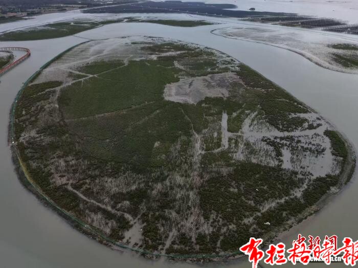 image039 - 【布拉格时报】湾区企业十余载攻关：航道挖出来的&ldquo;废土&rdquo;种活&ldquo;海上森林&rdquo;