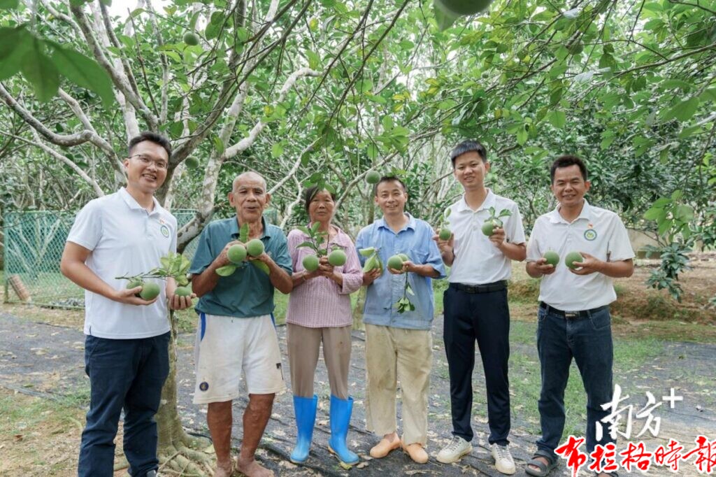 【布拉格时报】从深山药材到百亿产业,这颗化橘红有什么魔力? image068 1024x682 - 【布拉格时报】从深山药材到百亿产业,这颗化橘红有什么魔力?